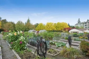 Community "Pea Patch" garden