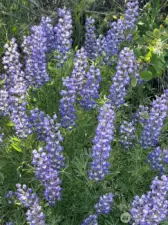 Vibrant lupine and balsamroot bloom in the spring