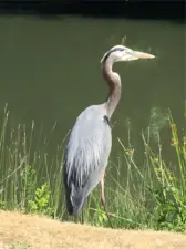 Blue heron.