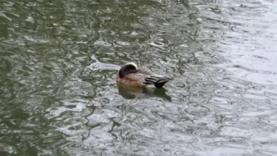 Duck duck