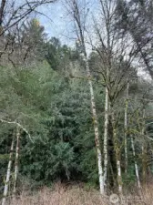 north end of property