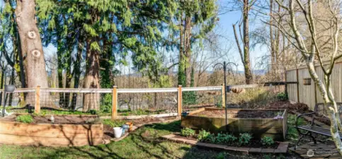 Peaceful side yard with raised beds.
