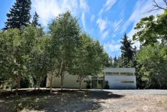 Birch trees welcome you to your front door.