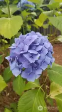 Some of the beautiful hydrangea blooms