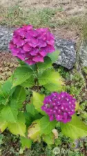 Wonderful, vibrant colored seasonal blooms