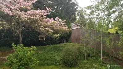 Stunning seasonal pink blossoms