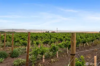 Doubleback Vineyards