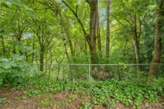 Looking out onto the second parcel of land and beyond that, the Woodland Trail.