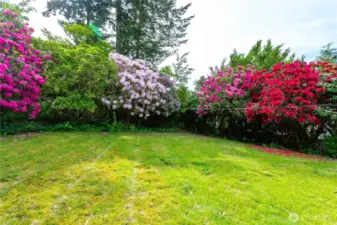 Mature Rhodes in bloom