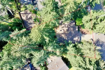 Aerial treed lot