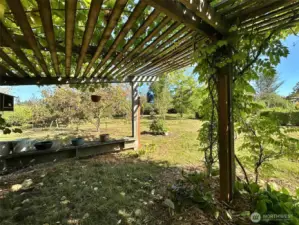 Shady spot under grape arbor
