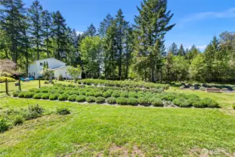 Irrigation system installed to maintain the lavender