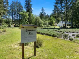 Welcome to Summer Sky Lavender Farm.