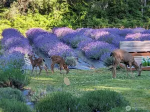 Picture of the lavender in full bloom in the summer.