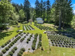 Multiple varieties of lavender