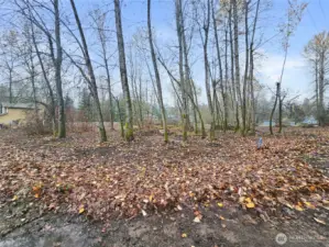 Small grove of alders.