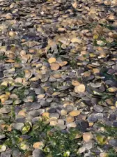 Just a glimpse of what can be found while beachcombing along the shores of Manzanita Beach