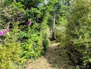 Trail to the cabin from the neighboring property.
