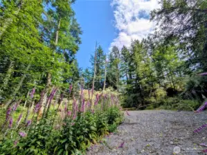 Foxgloves and blues skies! Welcome to Cow Hill!