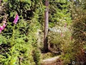Native plants and fir trees surround this cabin in the woods.