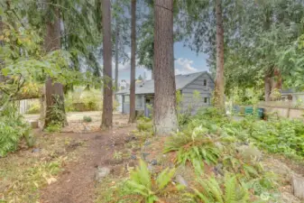 Natural vegetation in back