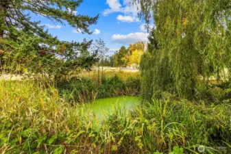 Private pond with a cement slab poured underneath the large willow tree for peace and tranquility outdoors