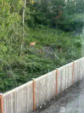 Protected greenbelt where deer roam and birds chirp