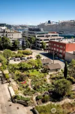 Just kitty-corner from The Vine, the Belltown P-Patch bursts with color and community, an unexpected garden-haven in the heart of the city.