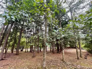 From corner of 253rd and 60th - fully fenced!
