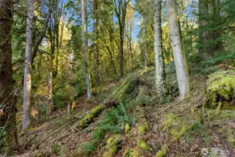 Immerse yourself in a pristine forest setting where towering timbers and native ferns provide a stunning, year-round backdrop