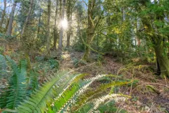 Untouched and vibrant, this verdant landscape offers a rare opportunity to build while staying deeply connected to the natural environment.