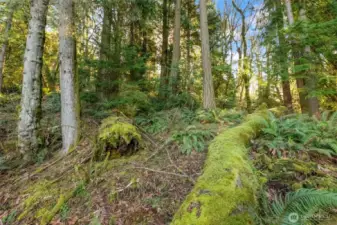 Elevated topography allows for creative positioning to capture filtered sunlight and territorial views across the valley.