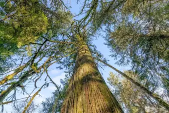 A lush, emerald canopy of mature evergreens creates an organic privacy screen, ensuring your future home feels like a true woodland retreat.