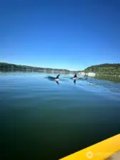 Orcas swimming through the bay