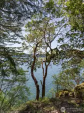 Property is populated with many fascinating Madrona trees
