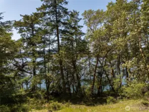 So many lovely Madrona trees