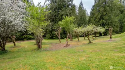 Your own private orchard