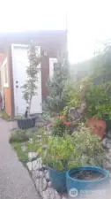 Detached Garden Shed with two windows and regular, raised panel front door. Garden storage shed is located on the far right side of the backyard next to the path and succulent garden.