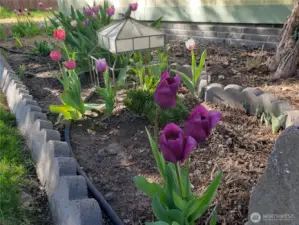 Varieties of tulip colors!
