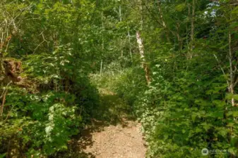 Let the adventure begin - wooded paths