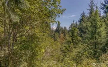 Current mountain view: Perched at the top of 574’ hill with partial Mt. Rainier views and abundant wildlife