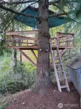Cedar tree house