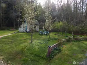 Backyard meadow