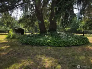 Mature Ivy bed with curbing