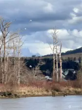 Great Egrets flying over the island across from the property!!