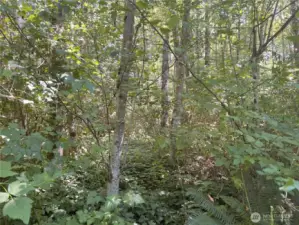 Gradual slope small Alders