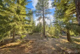 Plenty of trees on property