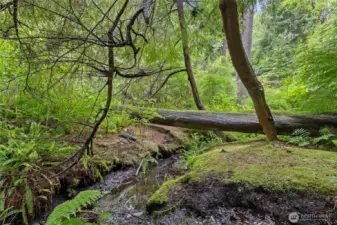 Trails for exploring to a sweet little stream