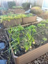 Raised metal beds with drip system