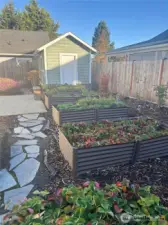 Garden shed and perennials, berry plant